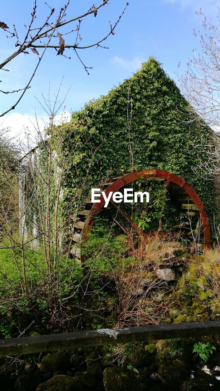 LOW ANGLE VIEW OF IVY GROWING ON TREE