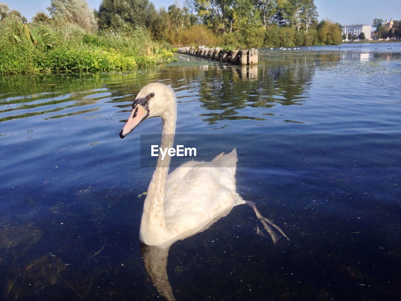 Swan swimming in lake