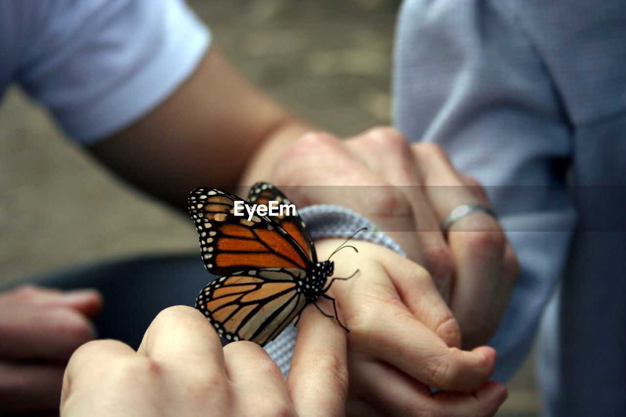 CLOSE-UP OF HANDS HOLDING BUTTERFLY