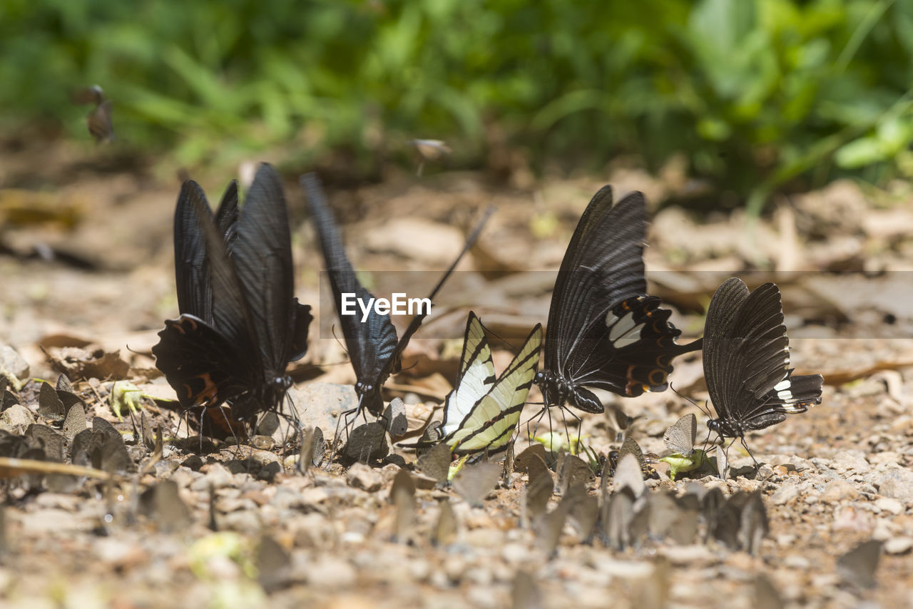 VIEW OF BIRDS IN FIELD