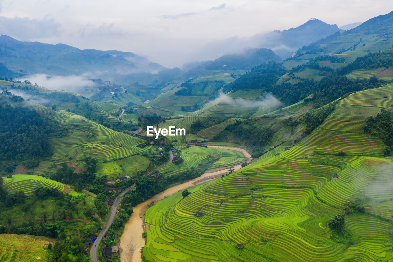 SCENIC VIEW OF RICE PADDY