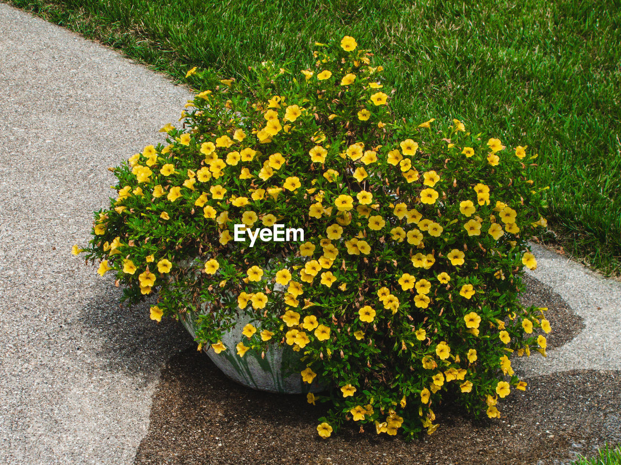 yellow, plant, flower, flowering plant, growth, freshness, nature, beauty in nature, high angle view, fragility, day, no people, green, grass, outdoors, flower head, lawn, petal, inflorescence, sunlight, leaf, shrub, field, land, garden, botany, springtime, wildflower, tranquility