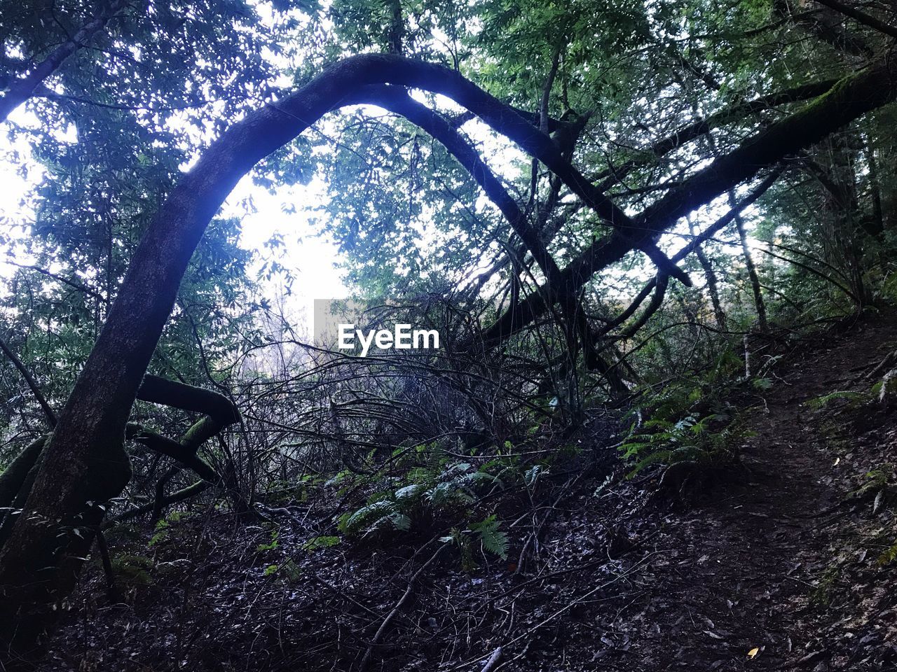 LOW ANGLE VIEW OF TREES GROWING ON FOREST