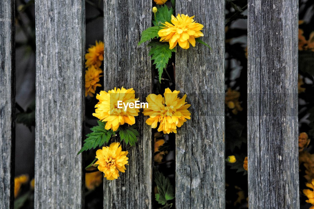 yellow, flower, flowering plant, plant, wood, fence, nature, autumn, freshness, fragility, growth, beauty in nature, close-up, day, no people, leaf, flower head, outdoors, inflorescence, petal, spring, green, focus on foreground, narcissus, plant stem