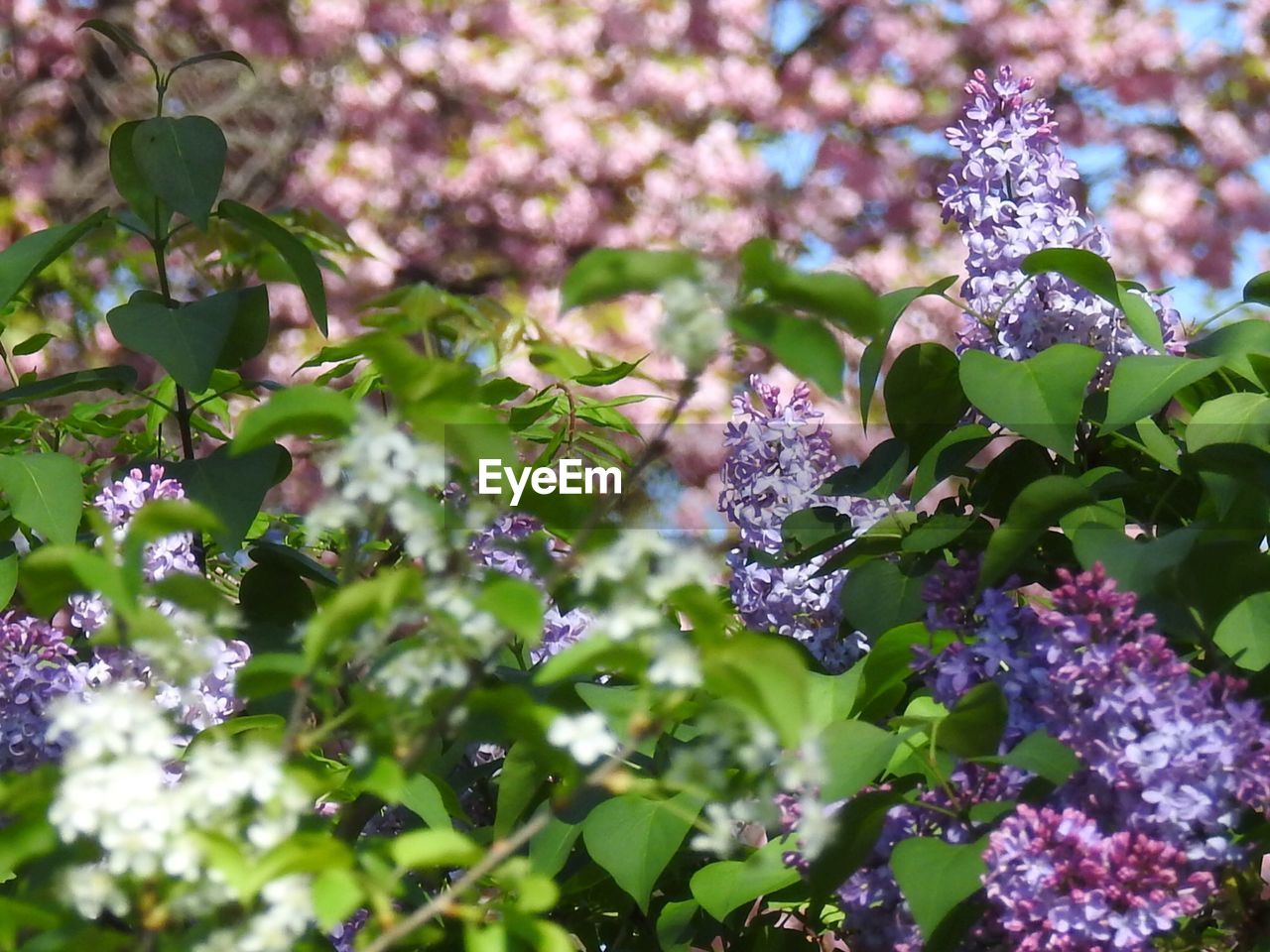 CLOSE-UP OF PURPLE FLOWERING PLANT