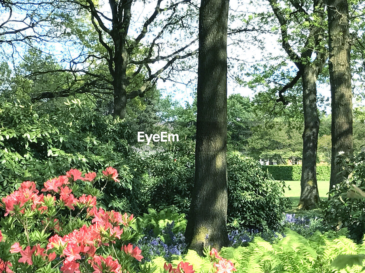 VIEW OF FLOWER TREES IN FOREST