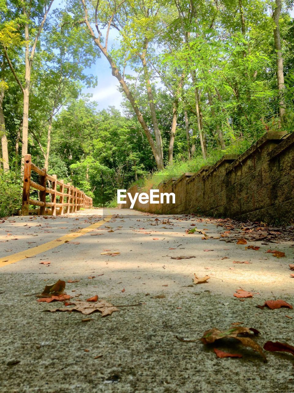 VIEW OF TREES IN FOREST