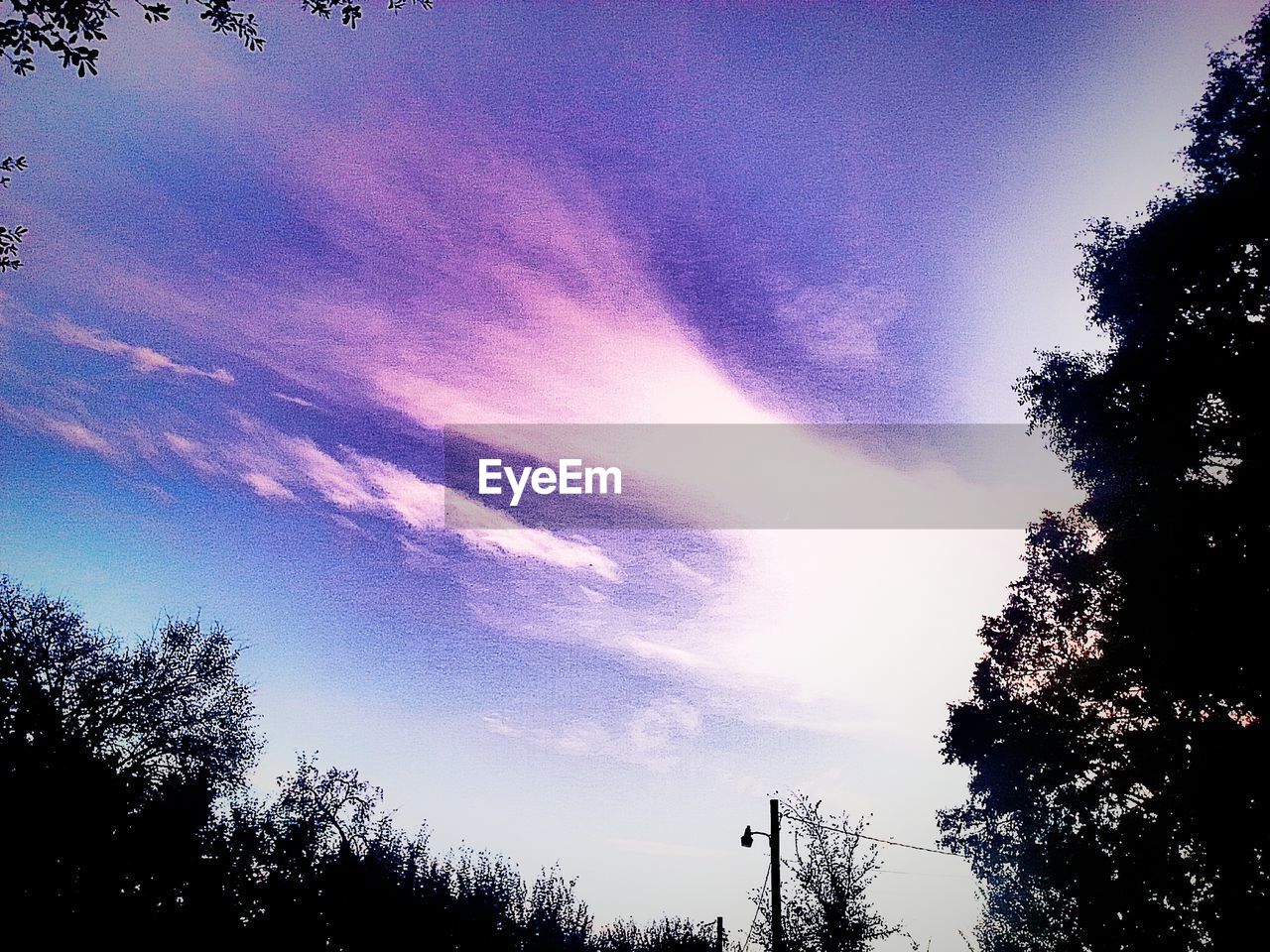 LOW ANGLE VIEW OF TREES AGAINST SKY