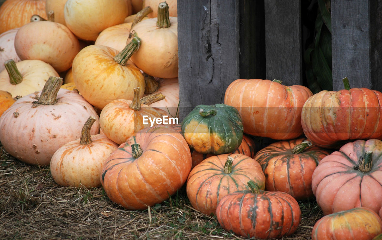 PUMPKINS FOR SALE IN MARKET