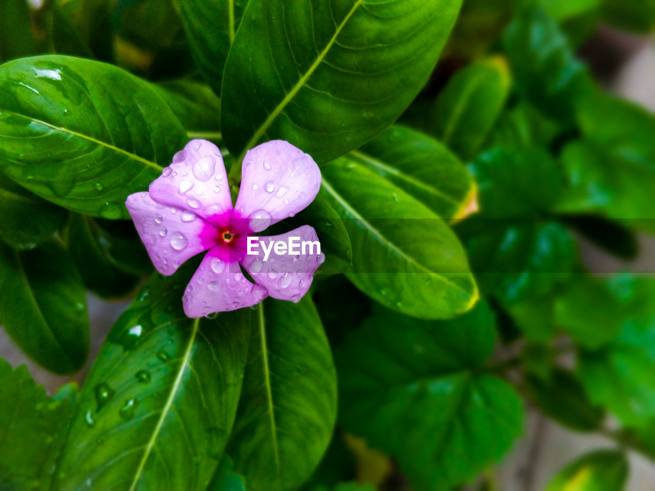 Close-up of purple flowering on plant