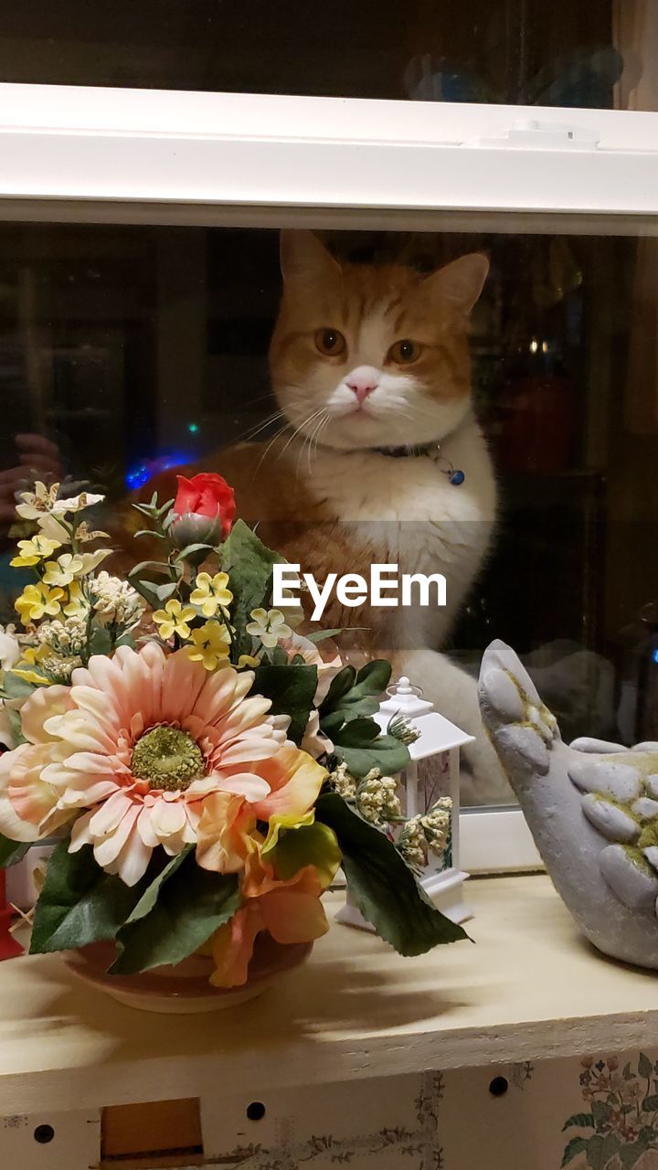CAT WITH FLOWER PETALS