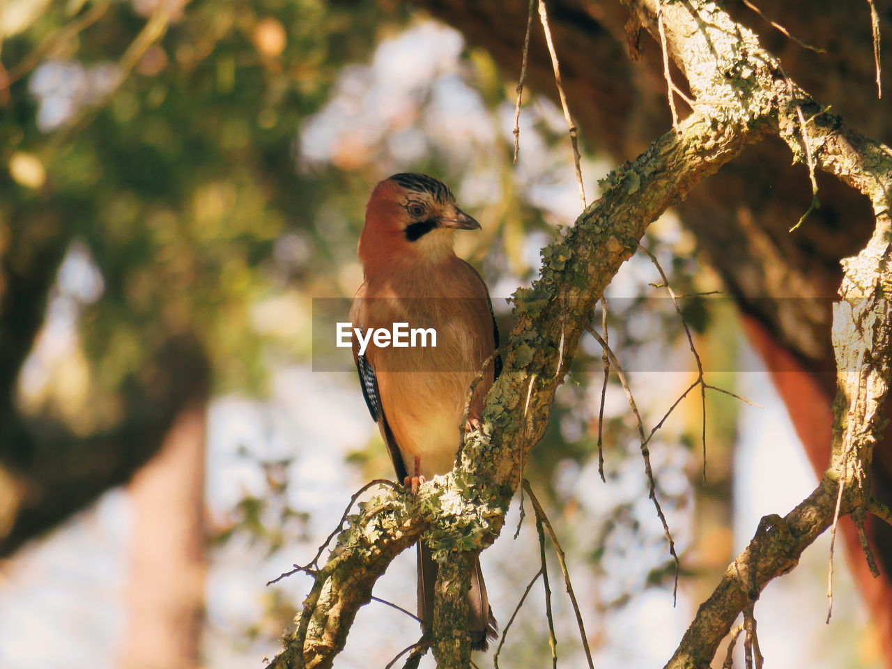 CLOSE-UP OF BIRD PERCHING ON TREE