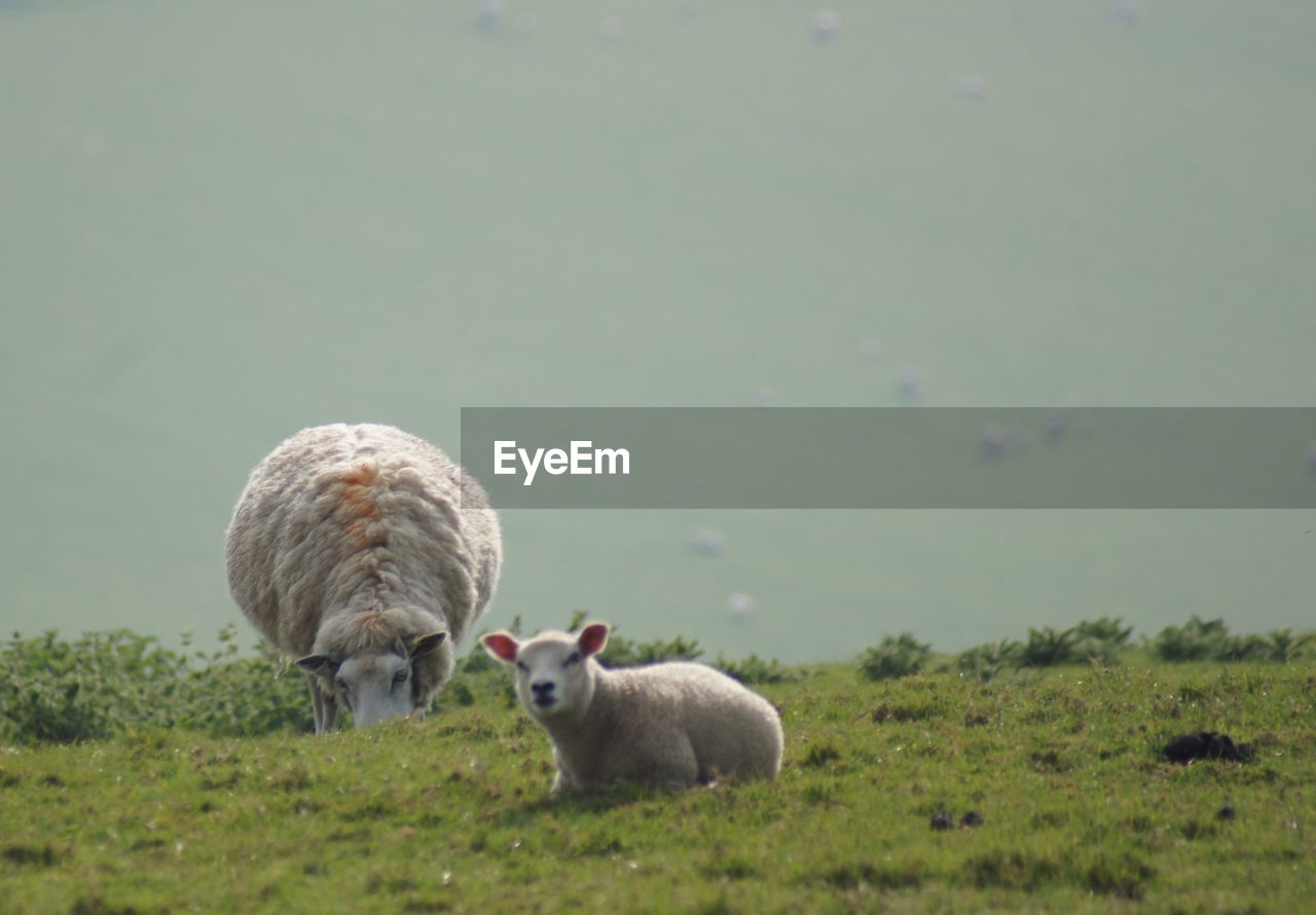 FLOCK OF SHEEP IN THE FIELD