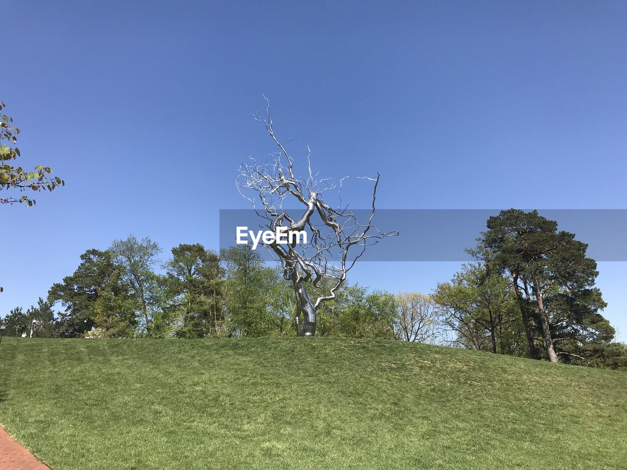 TREES GROWING ON FIELD AGAINST SKY