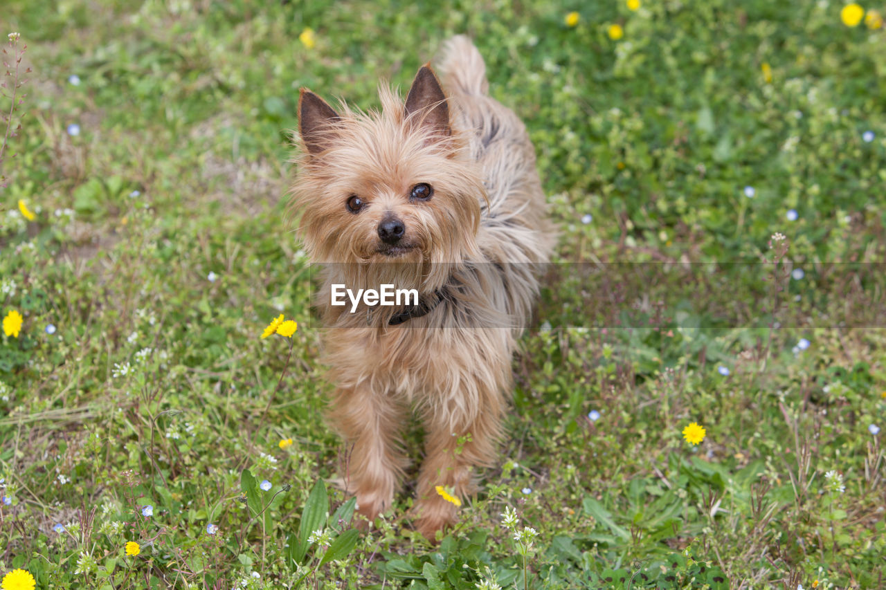 Close-up portrait of a dog