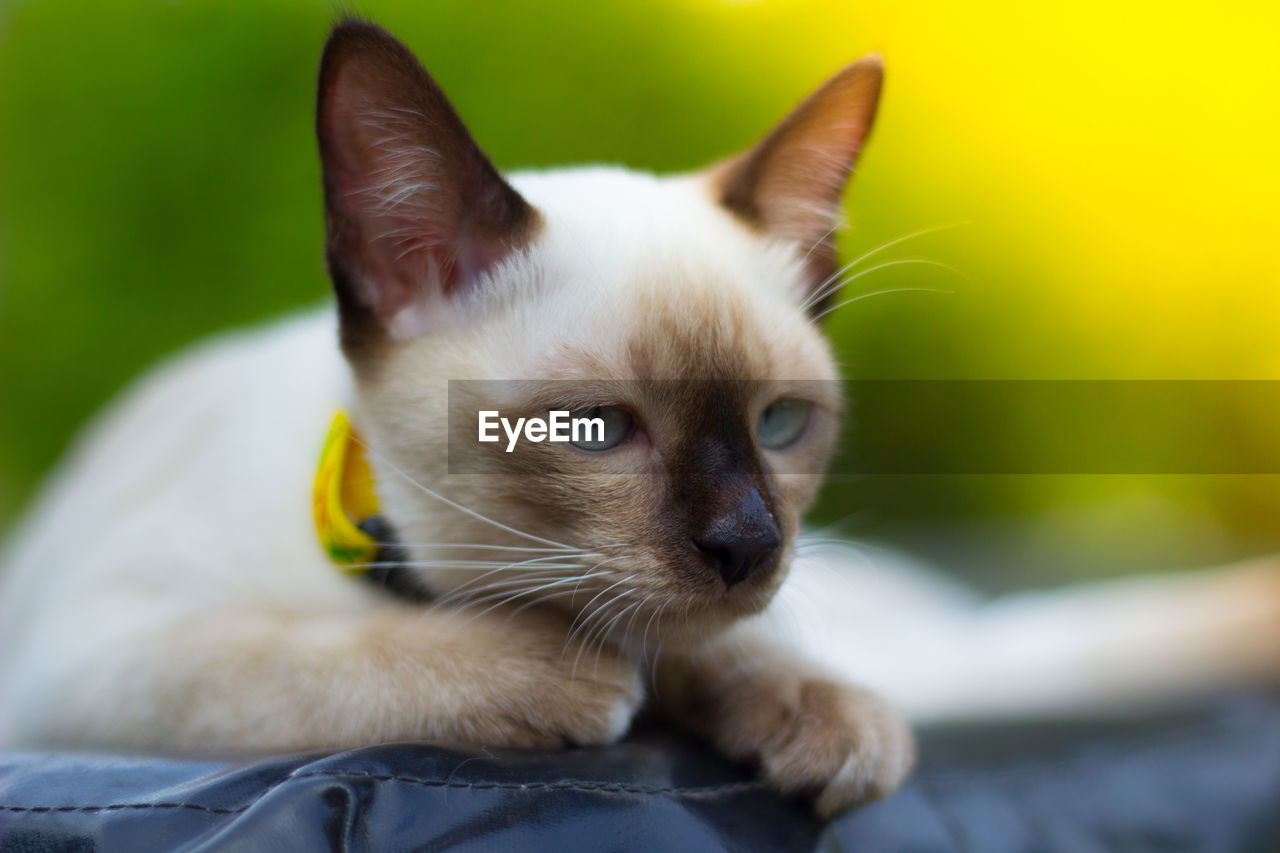 Close-up of cat looking away
