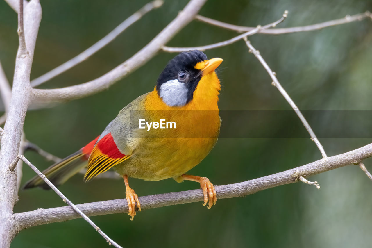 CLOSE-UP OF A BIRD PERCHING ON A BRANCH