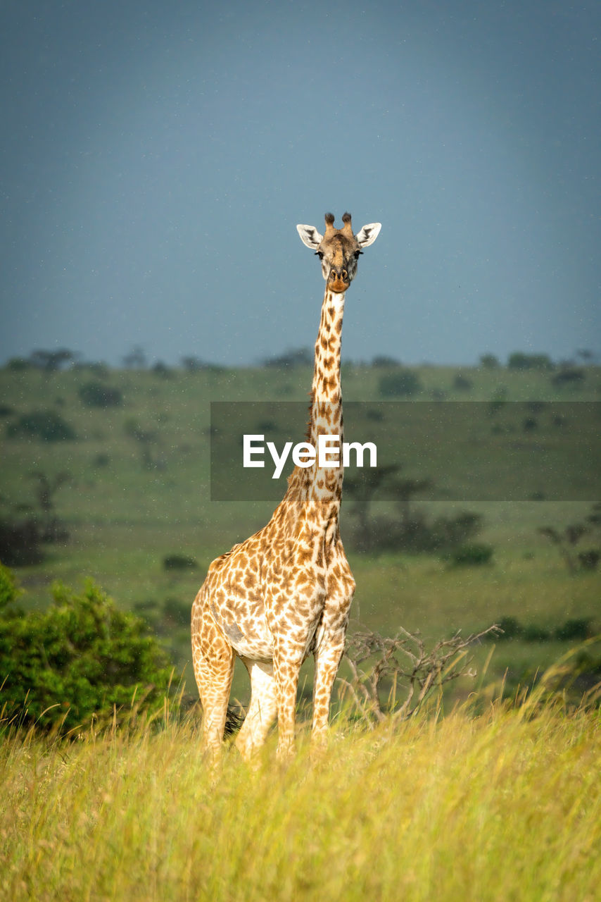Masai giraffe stands watching camera in grass