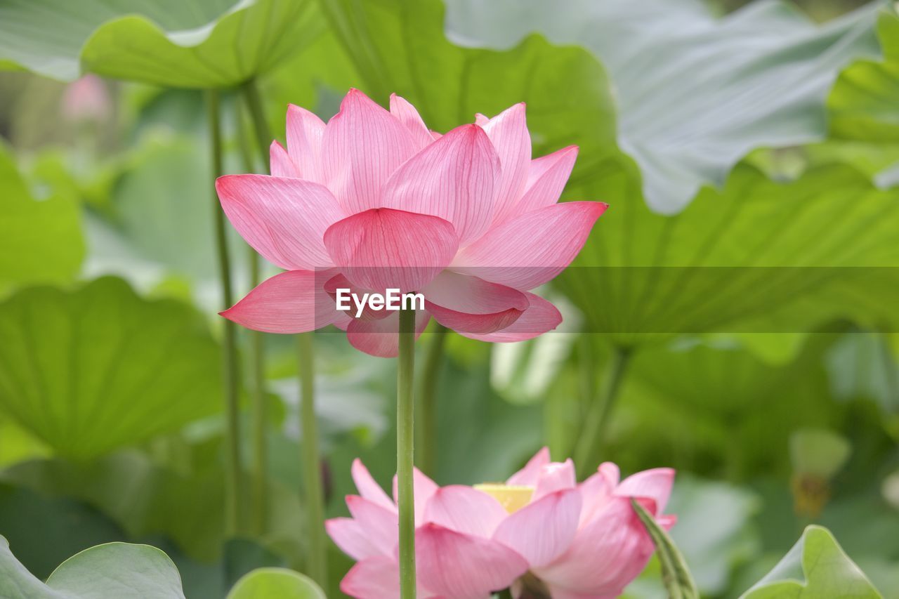 Close-up of pink flower