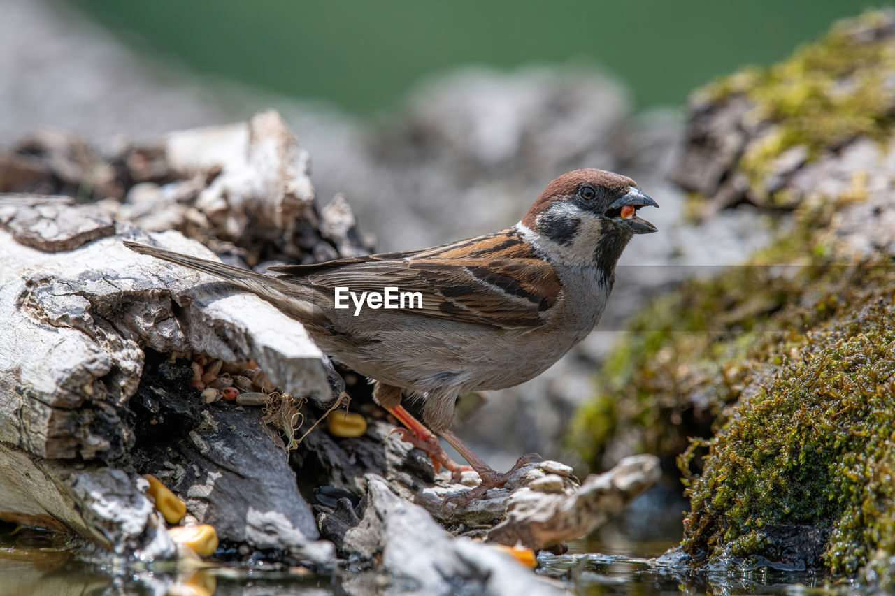 Close-up of sparrow perching on rock