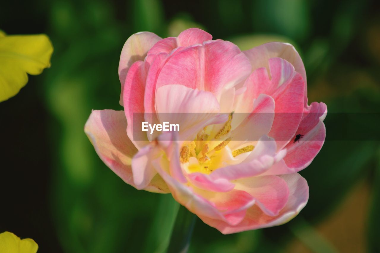 Close-up of pink flower