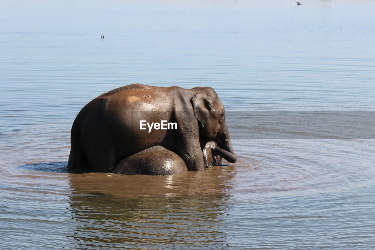 Elephants in lake