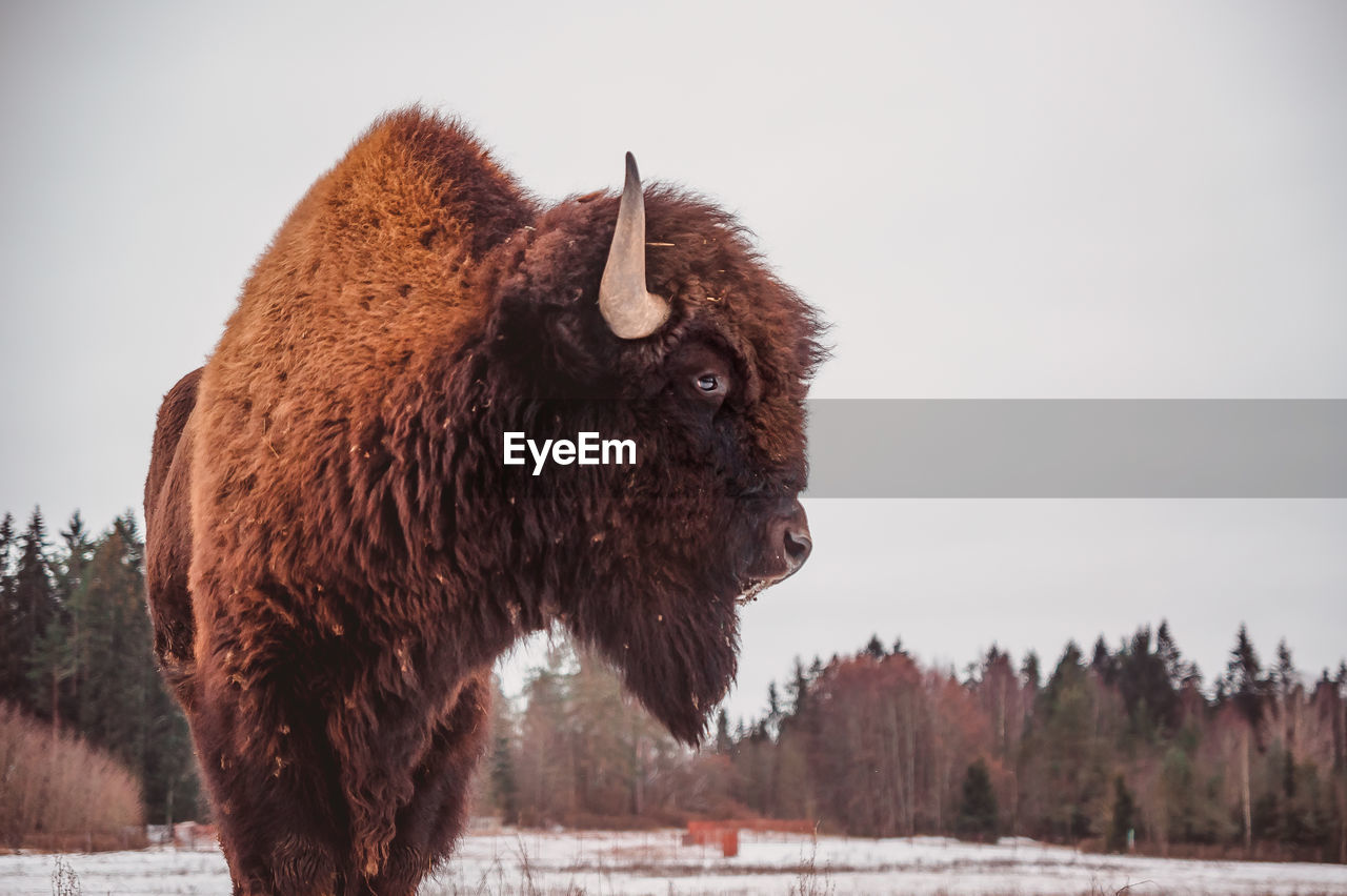 A close portrait in profile of a bison against the sky and forest background