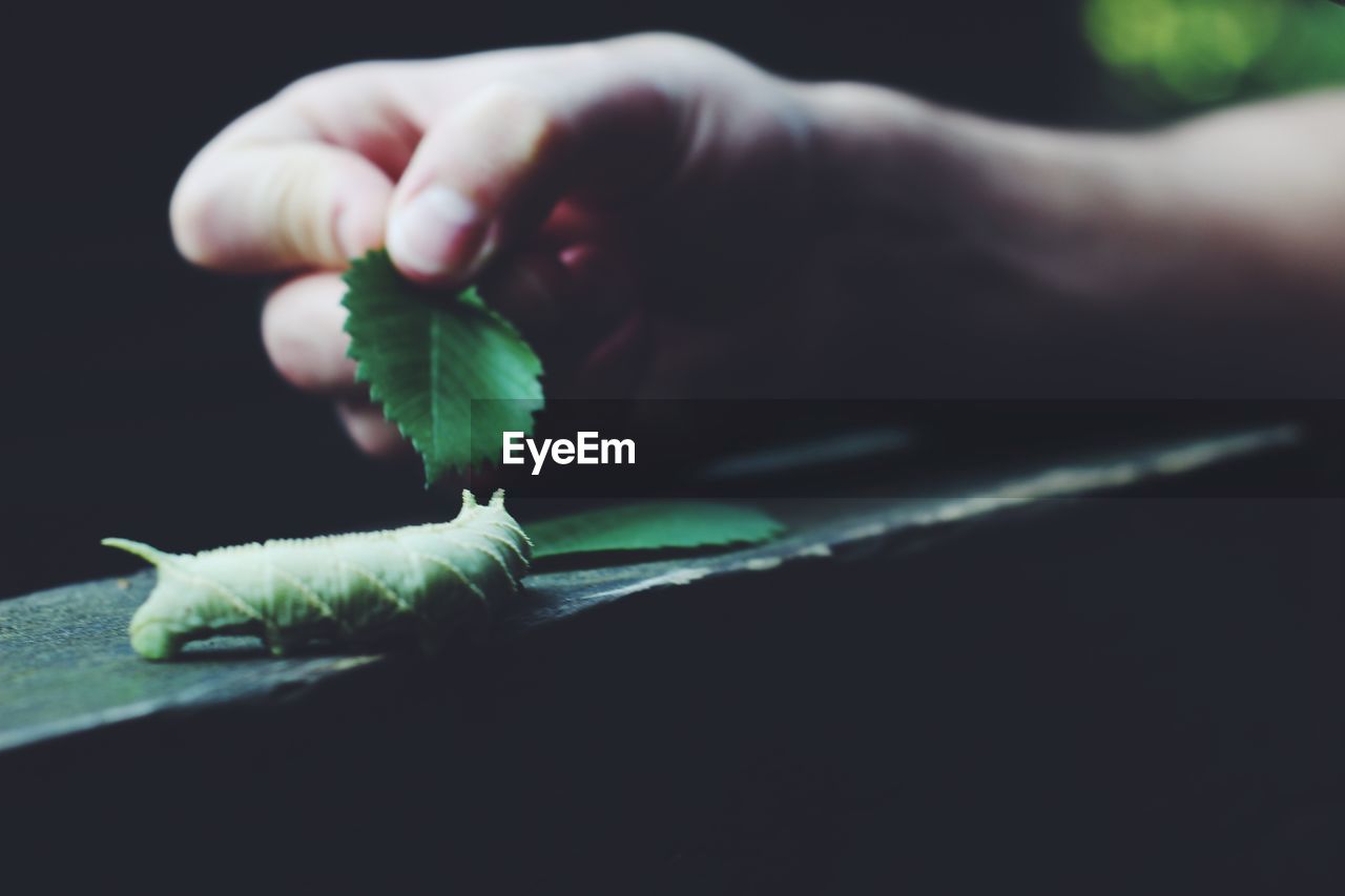 Cropped hand touching green caterpillar with leaf on wooden railing