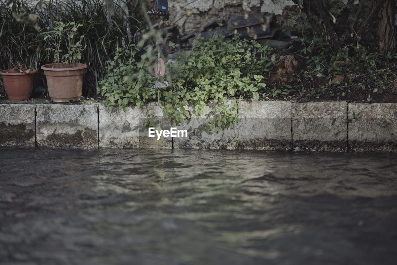 POTTED PLANTS ON WALL BY WATER