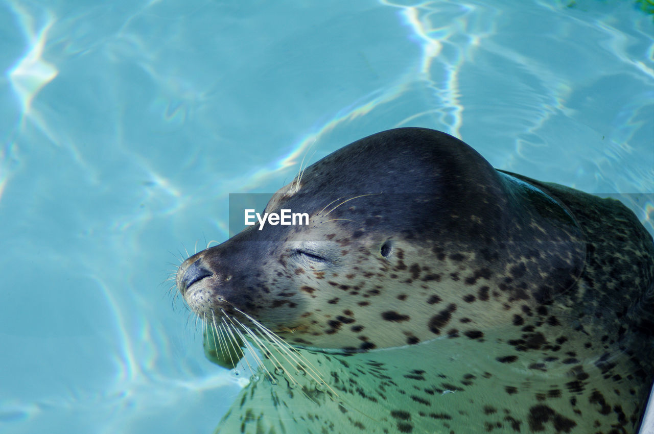 High angle view of seal  swimming