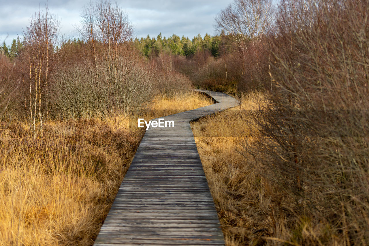 Boardwalk thought the moorland of the high fens in belgium in autumn