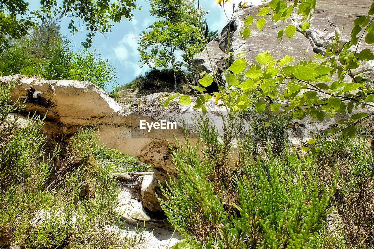 SCENIC VIEW OF RIVER BY TREES IN FOREST