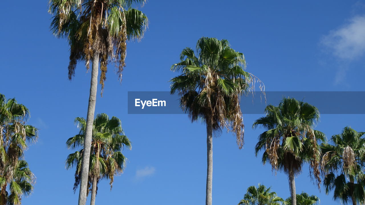 Low angle view of palm trees against clear blue sky