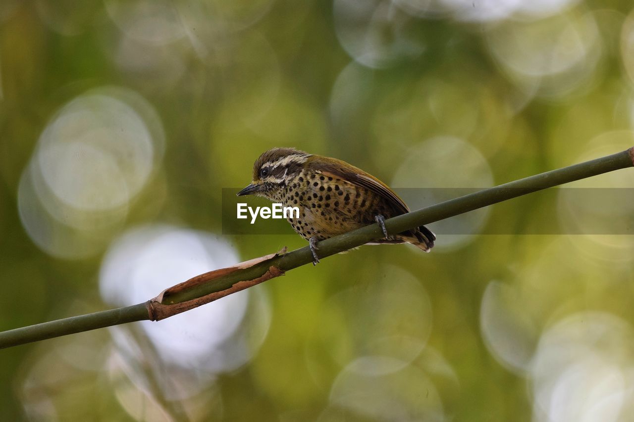 animal themes, animal, animal wildlife, wildlife, bird, branch, one animal, close-up, nature, perching, macro photography, beak, tree, green, focus on foreground, plant, beauty in nature, no people, yellow, outdoors, day, leaf, flower