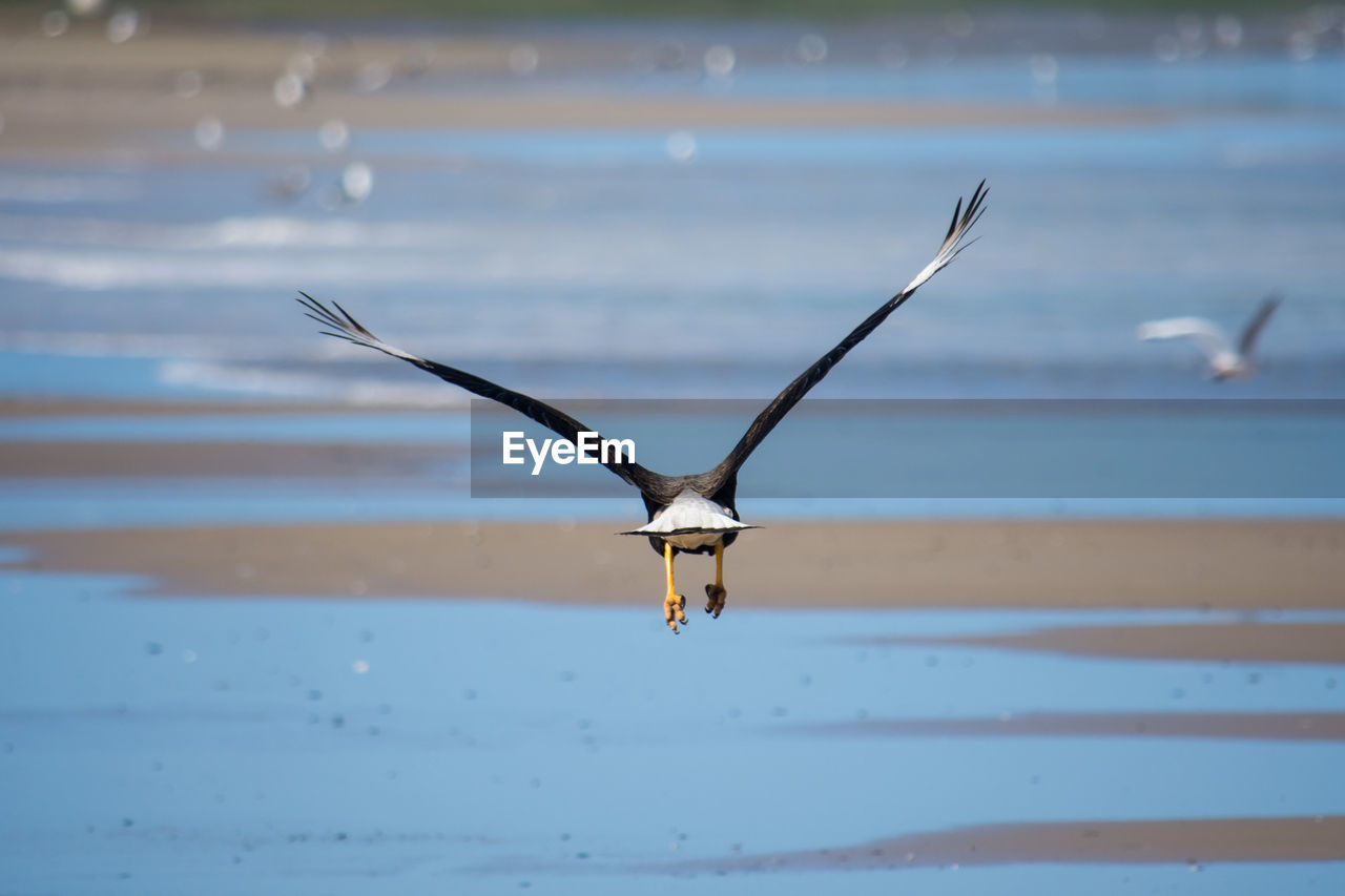 Seagull flying over sea