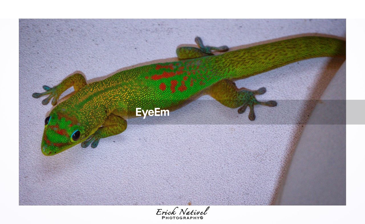 GREEN LIZARD ON LEAF