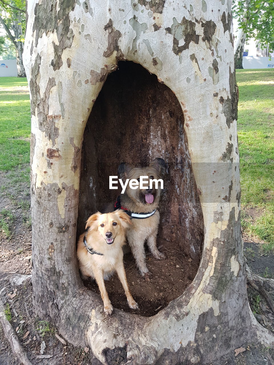 DOG IN THE TREE TRUNK