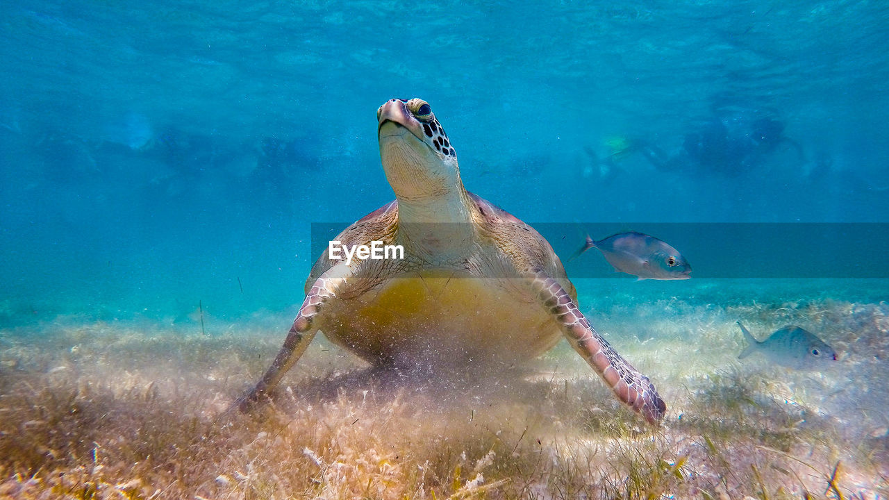 Sea turtle with other fishes swimming underwater