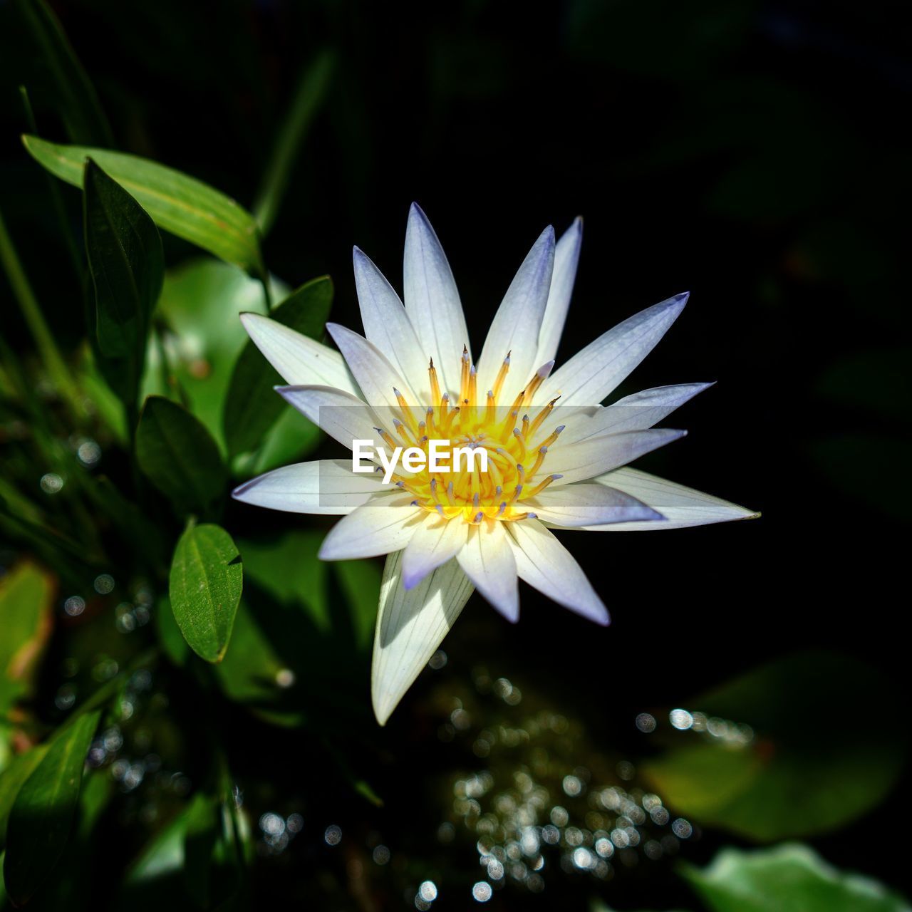 Close-up of flowering plant in pond