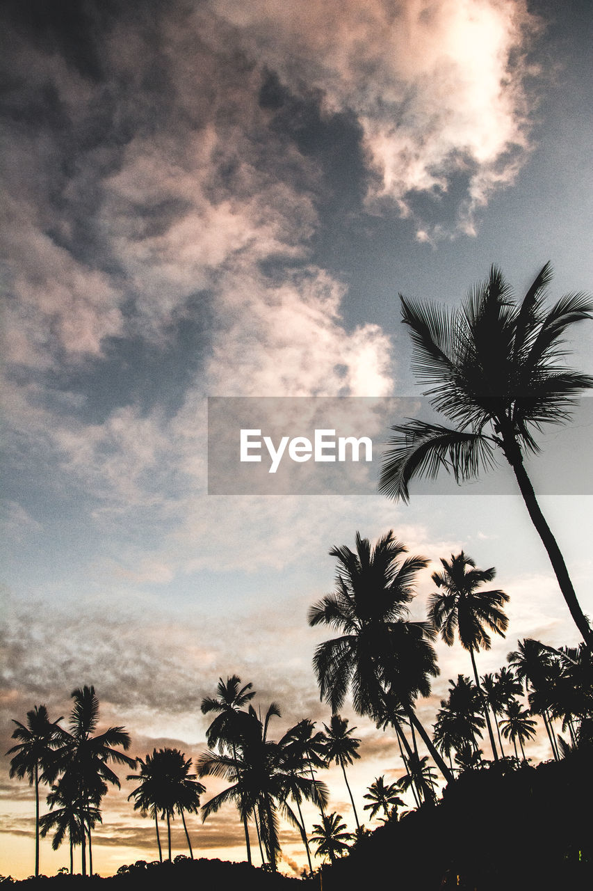 Low angle view silhouette of palm trees against sky at sunset