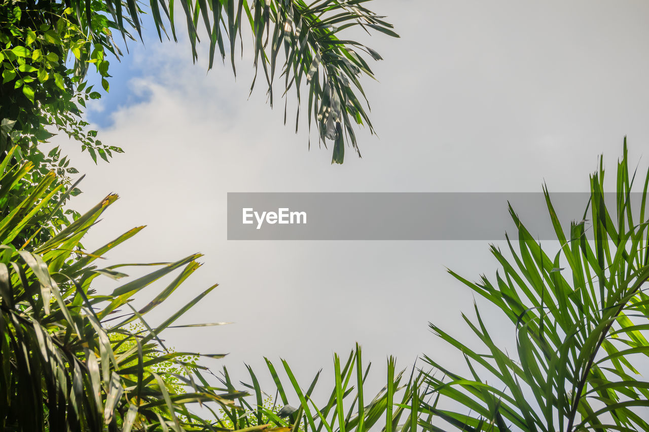 LOW ANGLE VIEW OF COCONUT PALM TREE AGAINST SKY