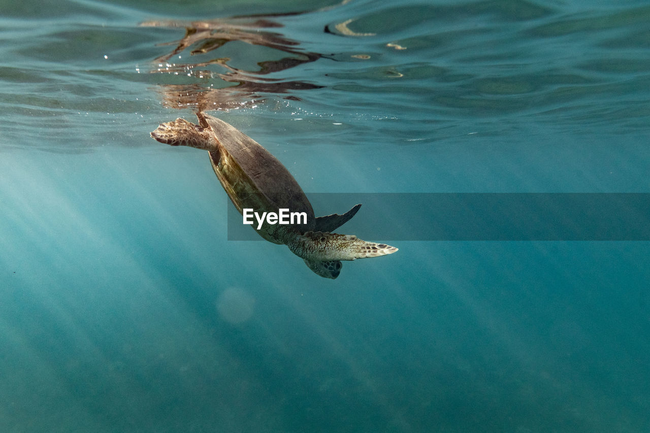 Sea turtle dives down into the ocean from the sea's surface in hawaii