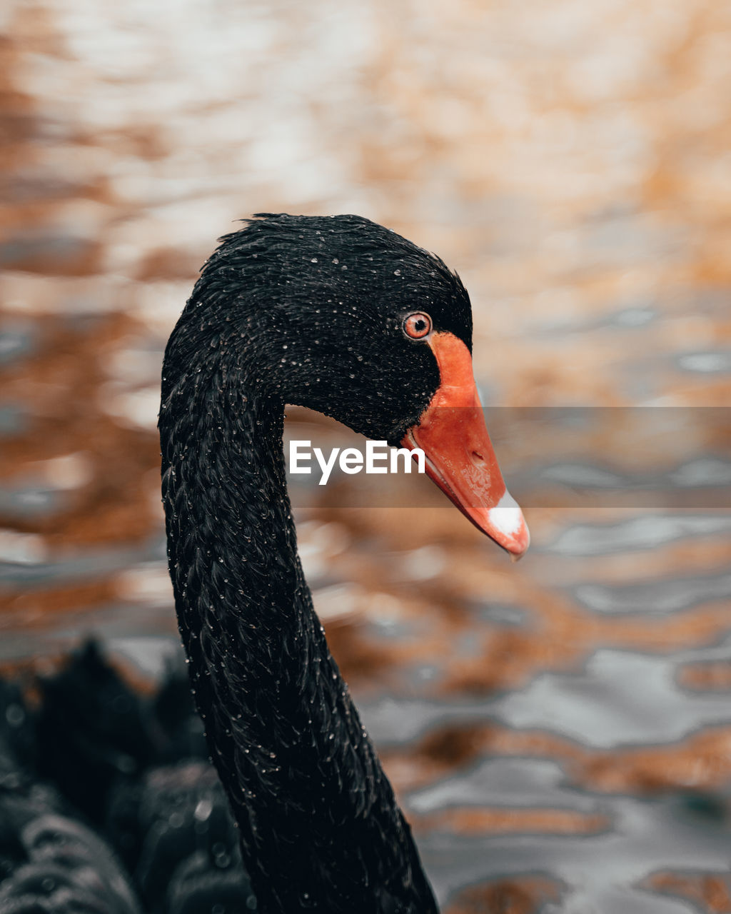 Close-up of swan in lake