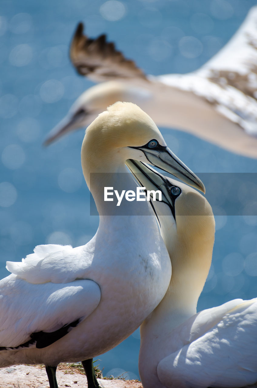 Close-up of birds in the wild