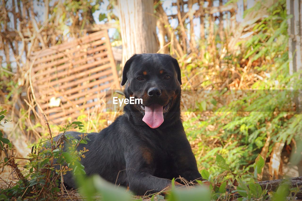 Black dog sitting outdoors