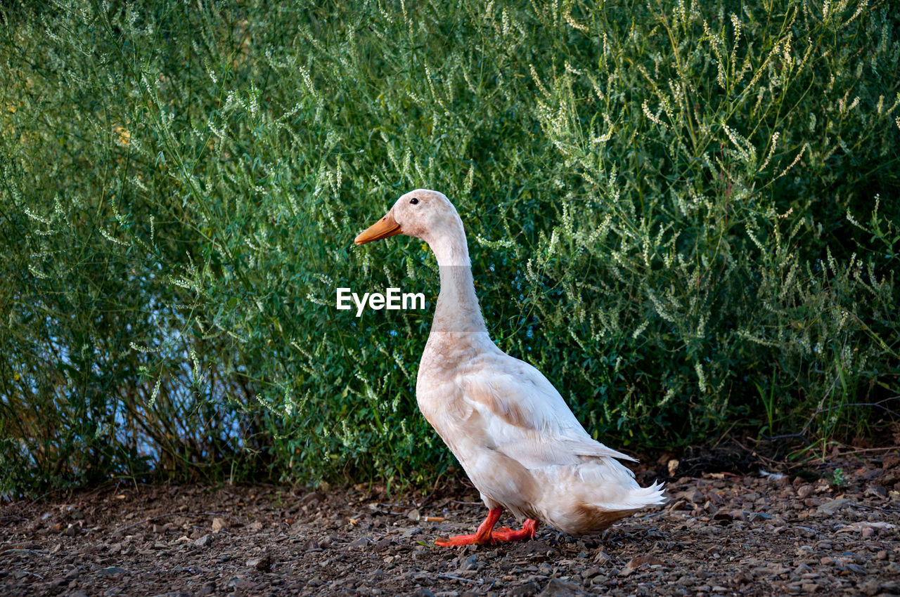 CLOSE-UP OF BIRD