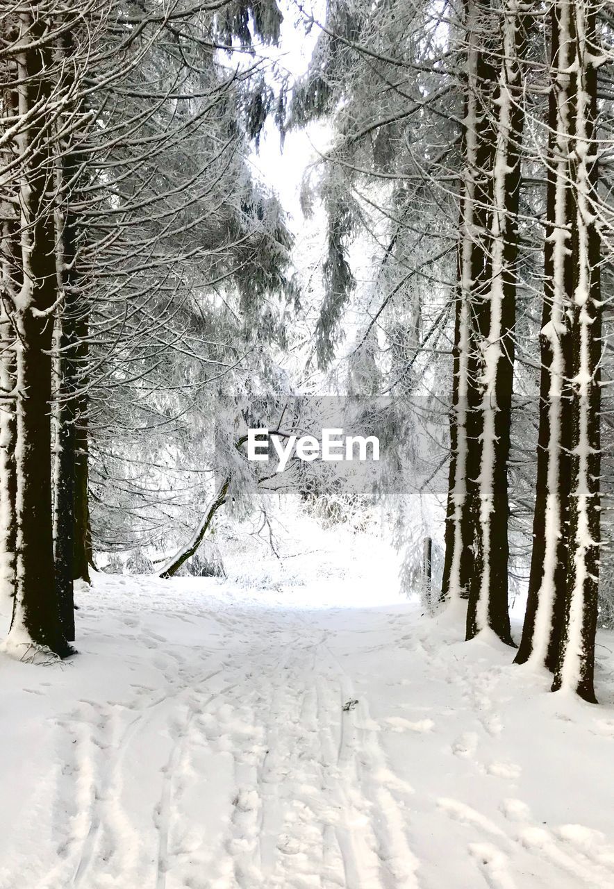 TREES IN SNOW COVERED FOREST