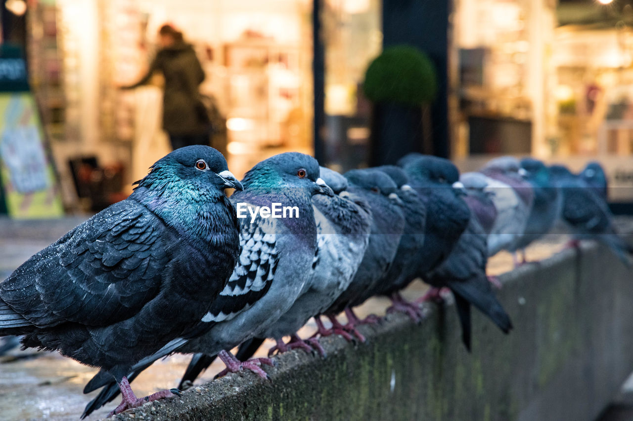 CLOSE-UP OF PIGEONS PERCHING ON A CITY