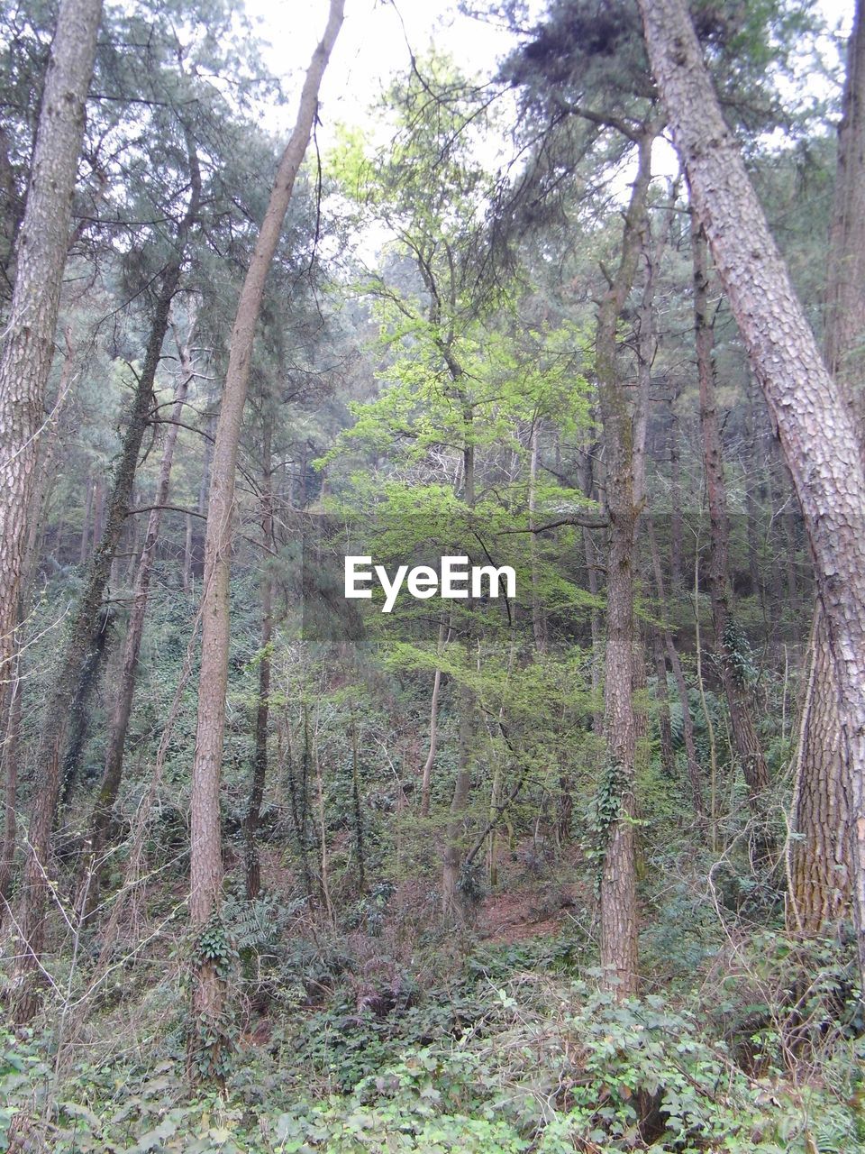 VIEW OF TREES IN FOREST