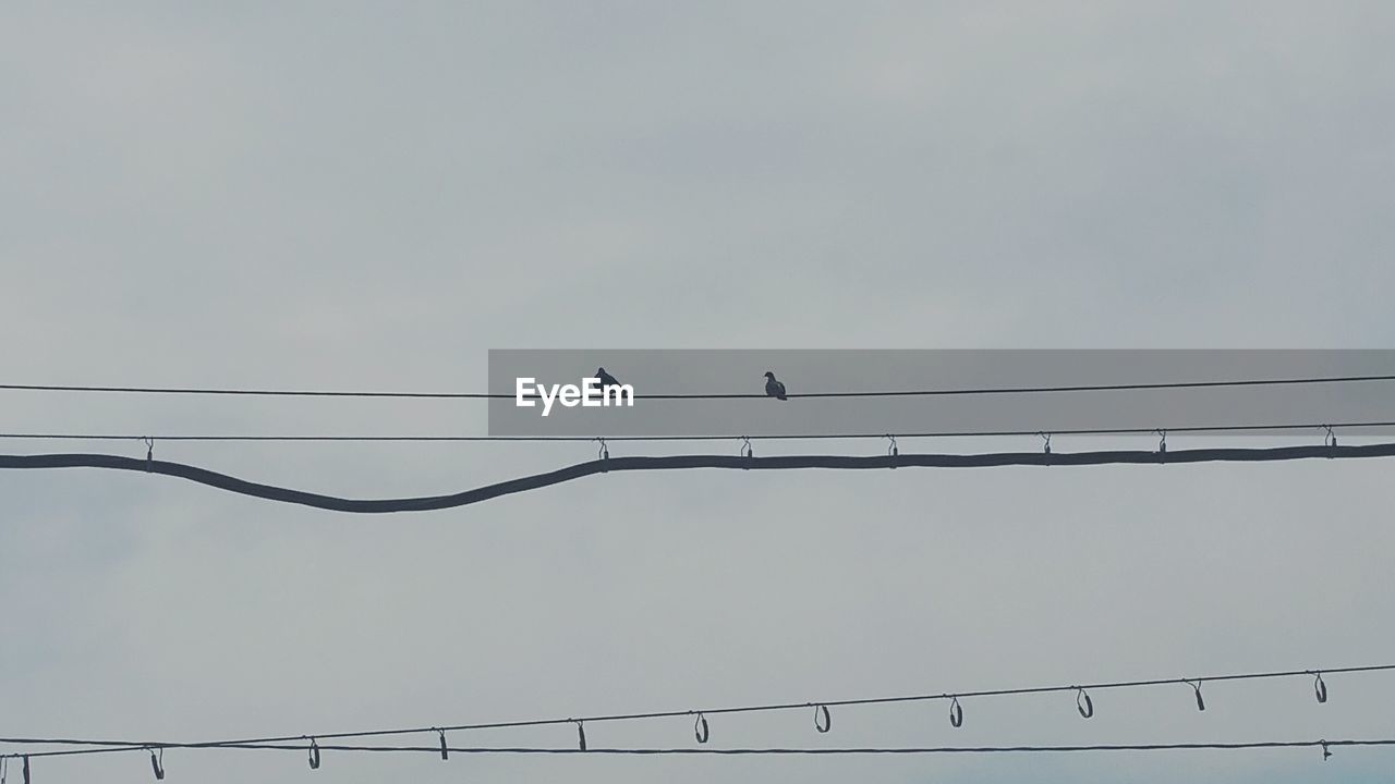 LOW ANGLE VIEW OF BIRDS PERCHING ON POWER LINES